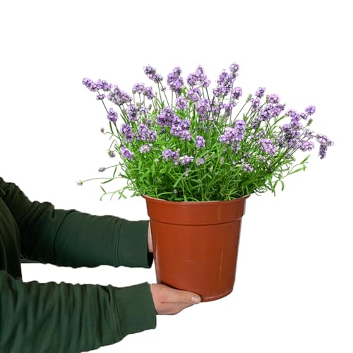 Green Me Up Lavendel Busch Groß 23cm Topf