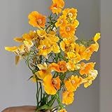 elfenspiegel - blumenwiese steingartenpflanzen winterhart zierblumen blumendeko schattenpflanzen 400samen