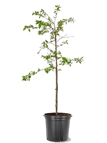 American Plant Exchange Flowering Cherry Tree 'Weeping Yoshino' – Live Ornamental Tree, 5-Gallon Pot, Cold Hardy, Cascading Pink-White Spring Blooms for Outdoor Gardens and Landscapes