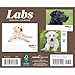 Labrador Retrievers Desk Calendar 2026