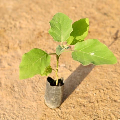 SRI ARAV NURSERY GARDEN Brinjal in 4 Inch Plant Nursery Bag-image-16