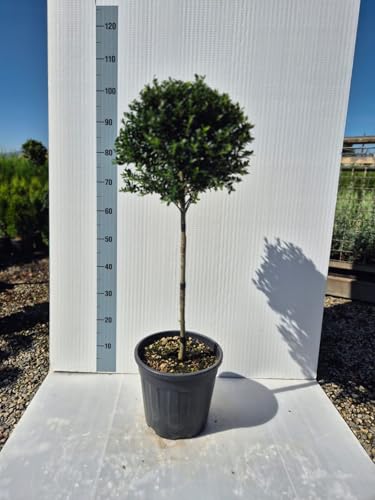 Agrifoglio Giapponese 'Ilex Crenata' a forma di Alberello/Palla - Foto Reali - Vivai Giulian Giovani Piante