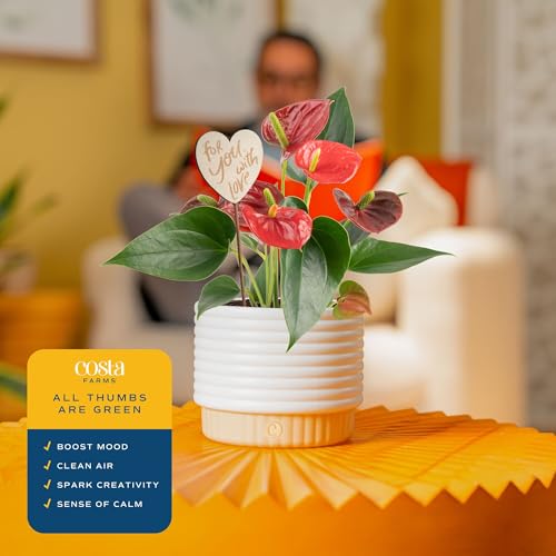 Image of Costa Farms Anthurium, Live Indoor Plant, Easy Care, Home Decor | Waxy long-lasting blooms in bright indirect light. Enjoy red flowers indoors. Great indoor houseplant. About 10-14 in tall.