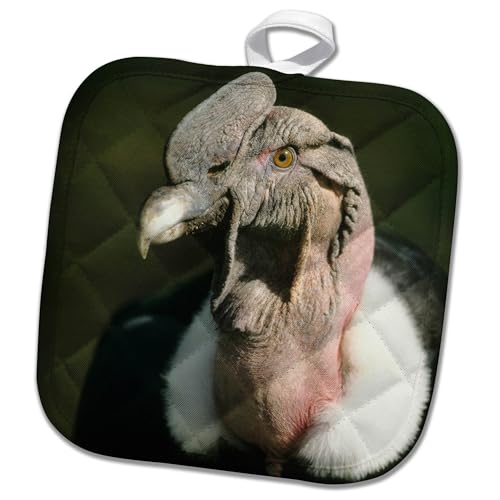 3dRose Andean Condor Bird, Andes Mountains, Ecuador 8x8 Potholder