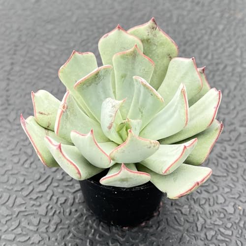 Sprout N Green Echeveria Strictiflora VAR. Nova, 1 Live Succulent Plant Fully Rooted in 2\" Pot, House Plant for Indoor Outdoor Home Office Wedding Decoration DIY Project Party Favor