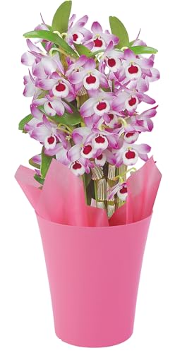 観葉植物 デンドロビウム」の人気商品一覧 | 安い商品を通販サイトから
