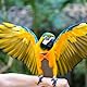 OATIPHO Vögel Windeln Fliegende Windeln Nymphensittiche Nymphensittiche Windelhose Vogelschichten Nymphensittiche Baumwolle Kleidung Kabelbaum