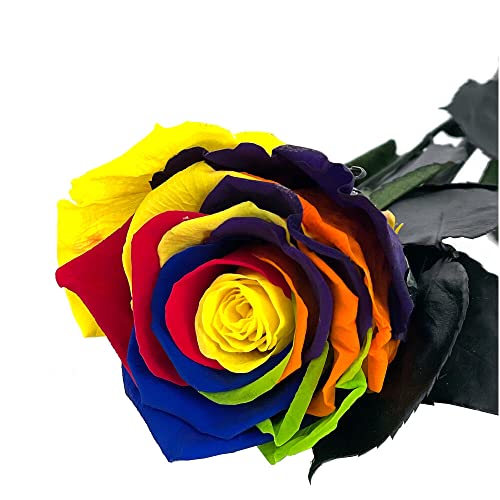Mundo Eterno Rose préservée 35 cm Arcoiris Cover