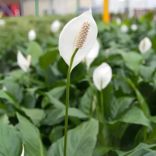 Image of live plants (FLWR LILLY)