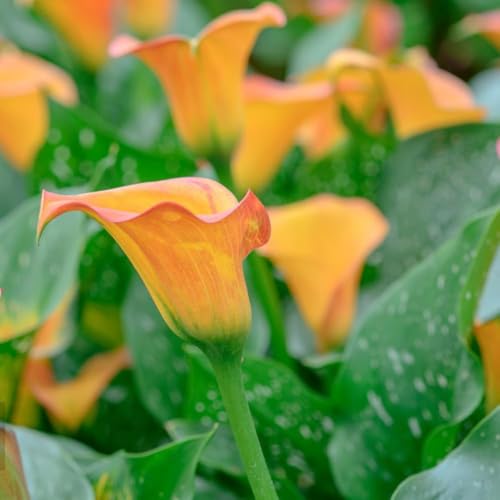2 piezas bulbos calla perenne - balcón jardín de jardín decoración lirio de cala resistentes al invierno para balcones, bulbos