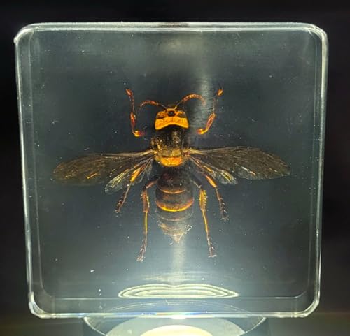 Image of 2.9 inch Real Asian Giant Hornet w /Open Wings in Square Crystal Clear Lucite Resin Specimen Preserved Taxidermy Collection for Biology Science Education Desk Ornament Display Supplies Paperweight