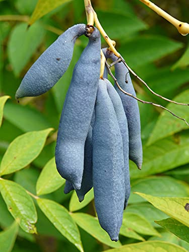 15 Blue Bean Plant Seeds - Exotic Blue Beans - Blue Sausage Fruit #TOP27