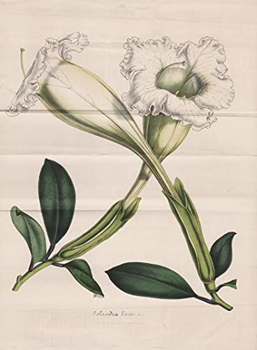 Solandra Loevis - Solandra chalice vines Caribbean Mexico South America flowers Botanik Botanical Botany