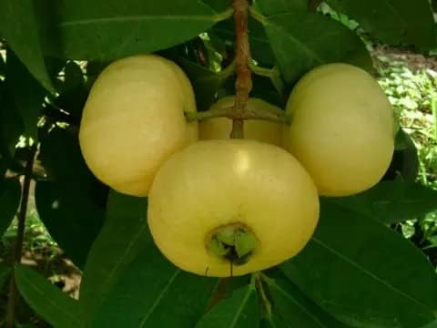 Gulab Jamun/Syzygium Jambos/Rose-apple Hybrid Fruit Plant CF_34