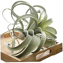 Artificial Air Plants,Cilected Tillandsia Air Plants Flocking Fake Bromeliads Artificial Plant Hanging Simulation Plants for Wall Decoration Greenery