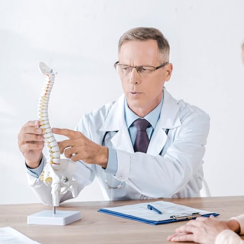 Mini Spine Anatomy Model - 15.5’’ Flexible Miniature Human Spine Model with All Nerves for Medical Learning - for Instruction Teaching, Study and Display