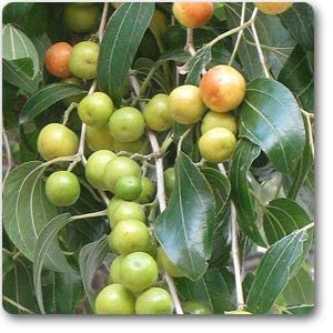 Mphmi Ziziphus Mauritiana, Ber Plant (Grafted) - Plant (B08T6GVHW7) Amazon Price History, Amazon Price Tracker