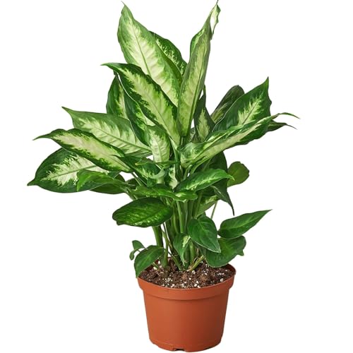 Dieffenbachia Camille Live Plant for Indoor | Different Houseplants in