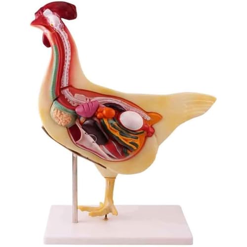 Modelo anatómico de pollo desmontable 3D para estudio y enseñanza veterinaria