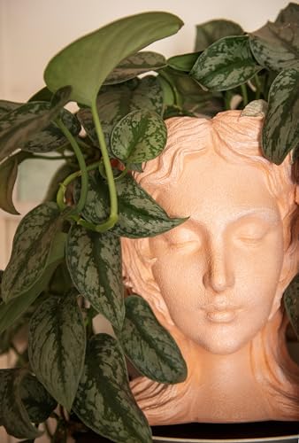 Image of American Plant Exchange Silver Splash Pothos - Live 6-Inch Potted Satin Pothos Vine, Easy-Care Air Purifying Houseplant, Fast-Growing Indoor Plant for Home, Office & Modern Tropical Indoor Decor