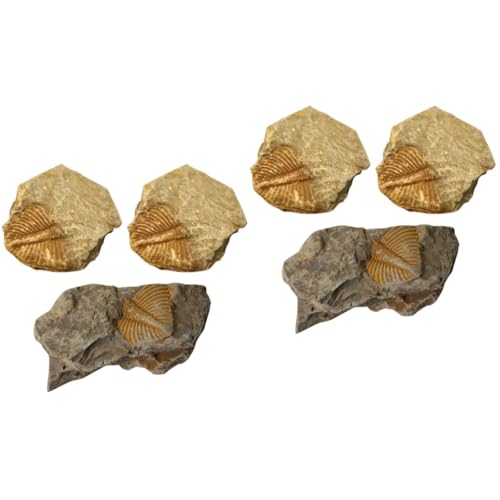 iplusmile 2 Juegos Fósil De Trilobites Tronco De Corcho Plantas De Geco Piedra Preciosa Trilobites Reales Especímenes Adorno De Escritorio Adorno De Paleontología Equipo Muestra 3 Piezas * 2