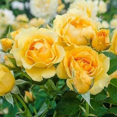 See full amazon price history chart for GREEN COLLECTION "Grafted Desi Yellow Climbing Rose Plant Perennial" Hybrid - 1 Healthy Live Decorative Flowering Plant 1-1.5 Ft Height in Nursery Grow Bag for Home Garden (Pack of 1) GREEN COLLECTION "Grafted Desi Yellow Climbing Rose Plant Perennial" Hybrid - 1 Healthy Live Decorative Flowering Plant 1-1.5 Ft Height in Nursery Grow Bag for Home Garden (Pack of 1) (B0CM9C4H3W) Amazon Price History, Amazon Price Tracker