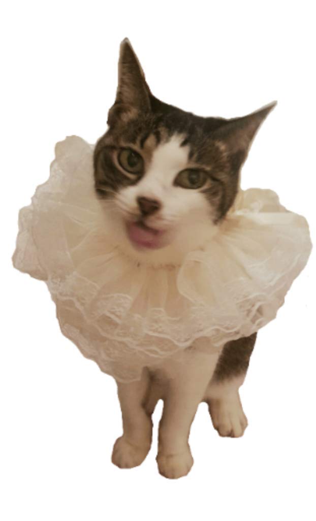 Déguisement pour chien costume chat organza dentelle vêtement fête
