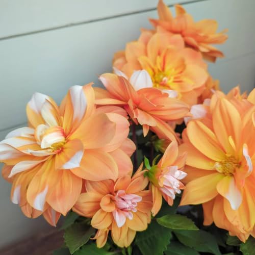 Amazon.co.jp: ダリア ラベラ・グランデ キャラメル 4号鉢（直径