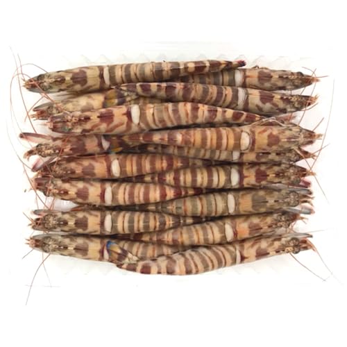 }Ⓚ XY Ԃ  500g 啨(16cm) 14`16×1 X{B CVɗȂ ՂՂHƋɏ̊Â݂̎ԊCV ŊȒP hgEiEGrtCEGr`EĂ