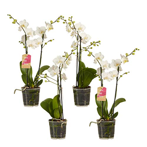 Choice of Green - Phalaenopsis multiflora White - Set of 4 - Butterfly Orchid - Live Indoor Plant in Growerspot Diameter 12 cm - Height 50 cm - Quality from Holland - Fresh from The Grower