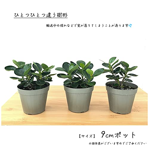 Amazon｜観葉植物 パンダガジュマル 9cmポット 苗 ガジュマル 小型