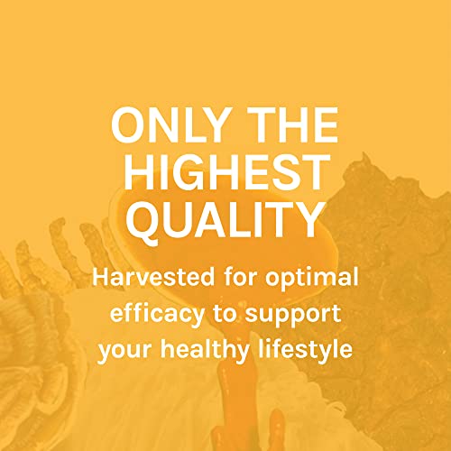 Host Defense, Mycobotanicals Energy Capsules, Promotes Immediate And Sustained Energy, Mushroom Supplement, 60 Capsules, Unflavored #TOP7