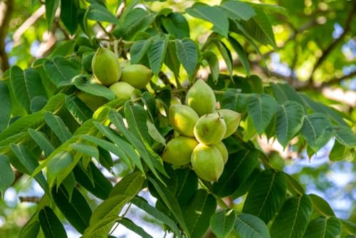 Butternut Seedlings for Planting - White Walnut Trees - Fruit Bearing (2 Seedlings)