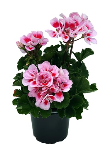 stehende Geranie (Pelargonium zonale) Sorte: Linus Rosa mit rotem Auge kräftige Pflanze je im 12cm Topf (6 Pflanzen im Set)
