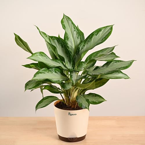 UGAOO Aglaonema Manila Beauty Natural Live Indoor Plant with Pot ...