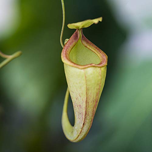 Zaden om te planten, 50 Stks/Zak Nepenthes Zaden Decoratief Tropisch Met Pouch Vleesetende Planten Zaden voor Thuis… - Afbeelding 5