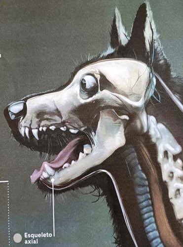 MAPA/POSTER DE ANATOMIA ANIMAL – ANATOMIA DO CACHORRO - DIMENSÕES: LARGURA 117 CM X ALTURA 89 CM.