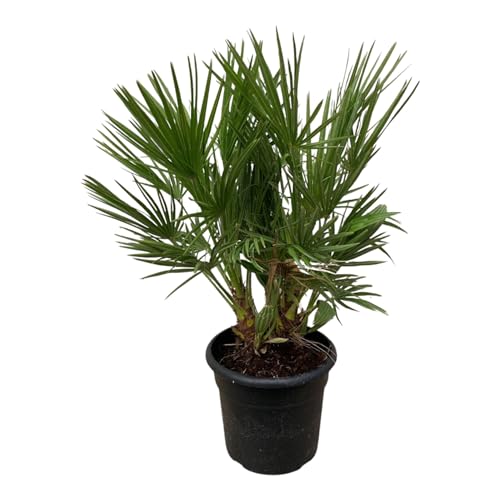 Trendyplants - Chamaerops Humilis Arbuste - Hauteur 90-110 cm - Palmier nain européen - Rustique - Plante de jardin - Taille du pot Ø21cm