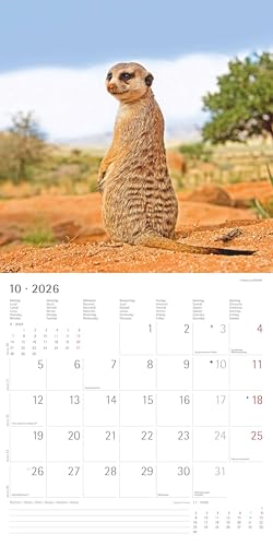 Alpha Edition - Erdmännchen Kalender 2026 – Wandkalender 30x30 cm – Für Tierfreunde & Erdmännchen-Fans – 12 bezaubernde Fotografien, viel Platz für Notizen, mit Feiertagen & Ferienterminen: Suricates