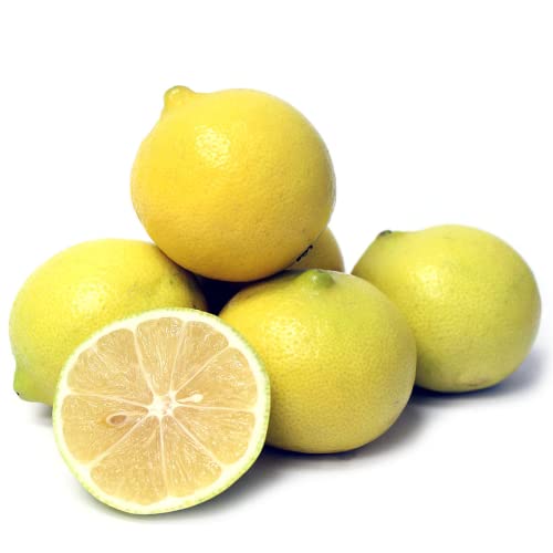 Live Persian Sweet Lemon Citrus Plant, 2 To 3 Inc Tall Starter Plug Citrus Plant #TOP17