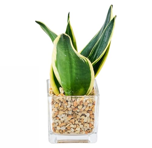  TXxA ygȂ ϗtA ~j  { CeA [ICg nCh{[ nChJ`[ ɗǂϗtA k͔| XNGA