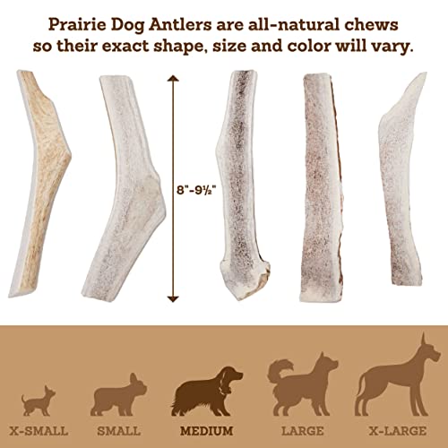 Prairie Dog | Elk Antler Chew | Naturally Shed - Hand Harvested In North America | X-Large | Split #TOP4