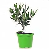 Árbol de Olivo Mini DECOALIVE Planta Natural muy Resistente