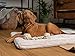 TrendPet Harmony 4cm gefütterte Hundedecke, Katzendecke, Liegedecke für Hunde und Katzen (Creme, 50x35cm)