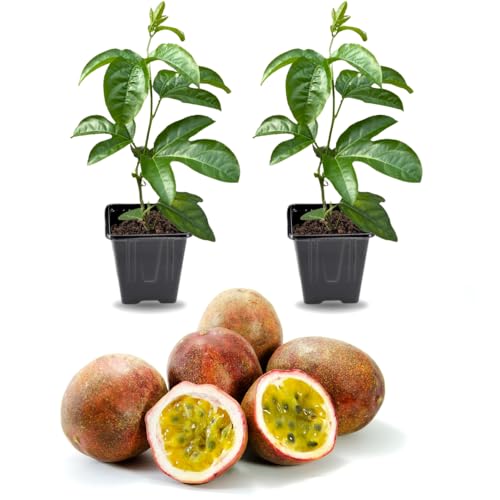 2 High Yield Passion Fruit Plants Live Cold Hardy Climbing Passion Vine Tree Live Plant for Outdoor Growing 5-9 in Tall Fast Growing Perennial Sweet and Edible Fruits