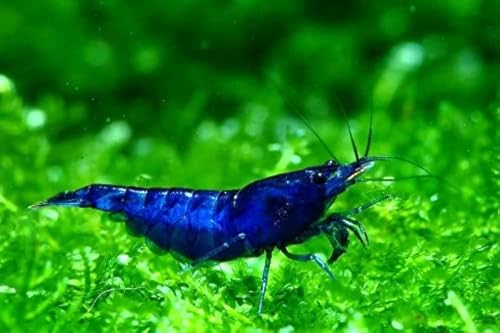 Las Vegas Exotic Fish™ 20 High Grade Blue Dream Shrimps Neocaridina Live Freshwater Shrimp Aquarium Inverts (Live Guarantee or Replacemnt is Free)