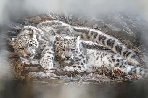 Lounging Snow Leopard Twins - AWC-005 - Panel Size is 24” X 16”, Quality Quilting Cotton