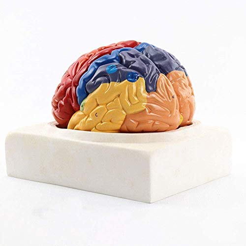Modèle d'anatomie du cerveau humain avec zones fonctionnelles pour l'enseignement médical
