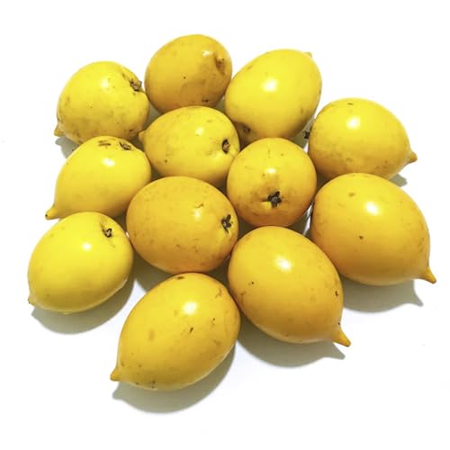 Genérico, Muda de Abiu Amarelo 20 a 40cm AMK - Plantas Online