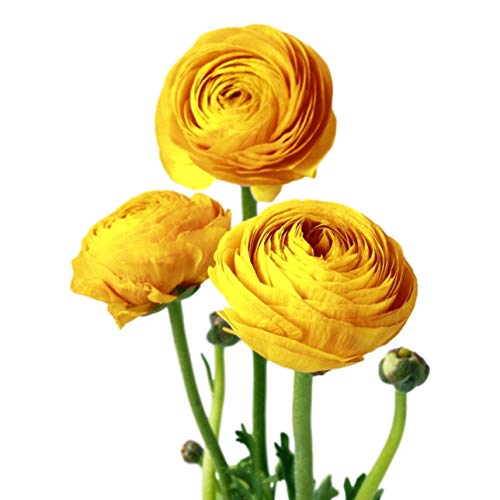 Easy to Grow Ranunculus Tecolote Yellow Bulbs (10)